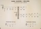 Tablica T5